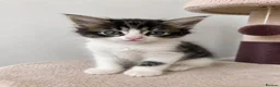 Mixed Breed cats for sale: 🐾 Beautiful Kittens Looking for Loving Homes 🐾 in Wellingborough - Advert 2