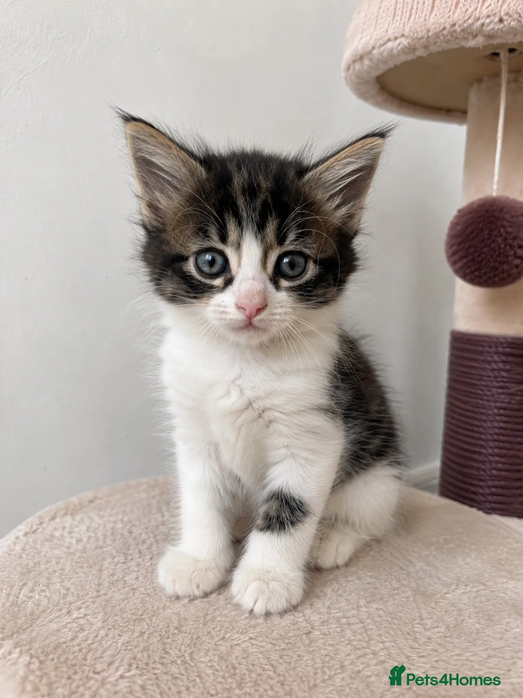 Mixed Breed cats for sale: 🐾 Beautiful Kittens Looking for Loving Homes 🐾 in Wellingborough - Advert 2