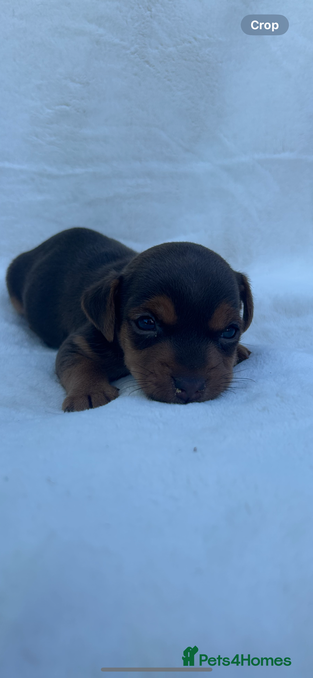 Jack Russell dogs for sale: Stunning Jack Russell Puppies  - Image 15