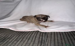 Whippet dogs for sale: Whippet pups for sale  - Advert 9