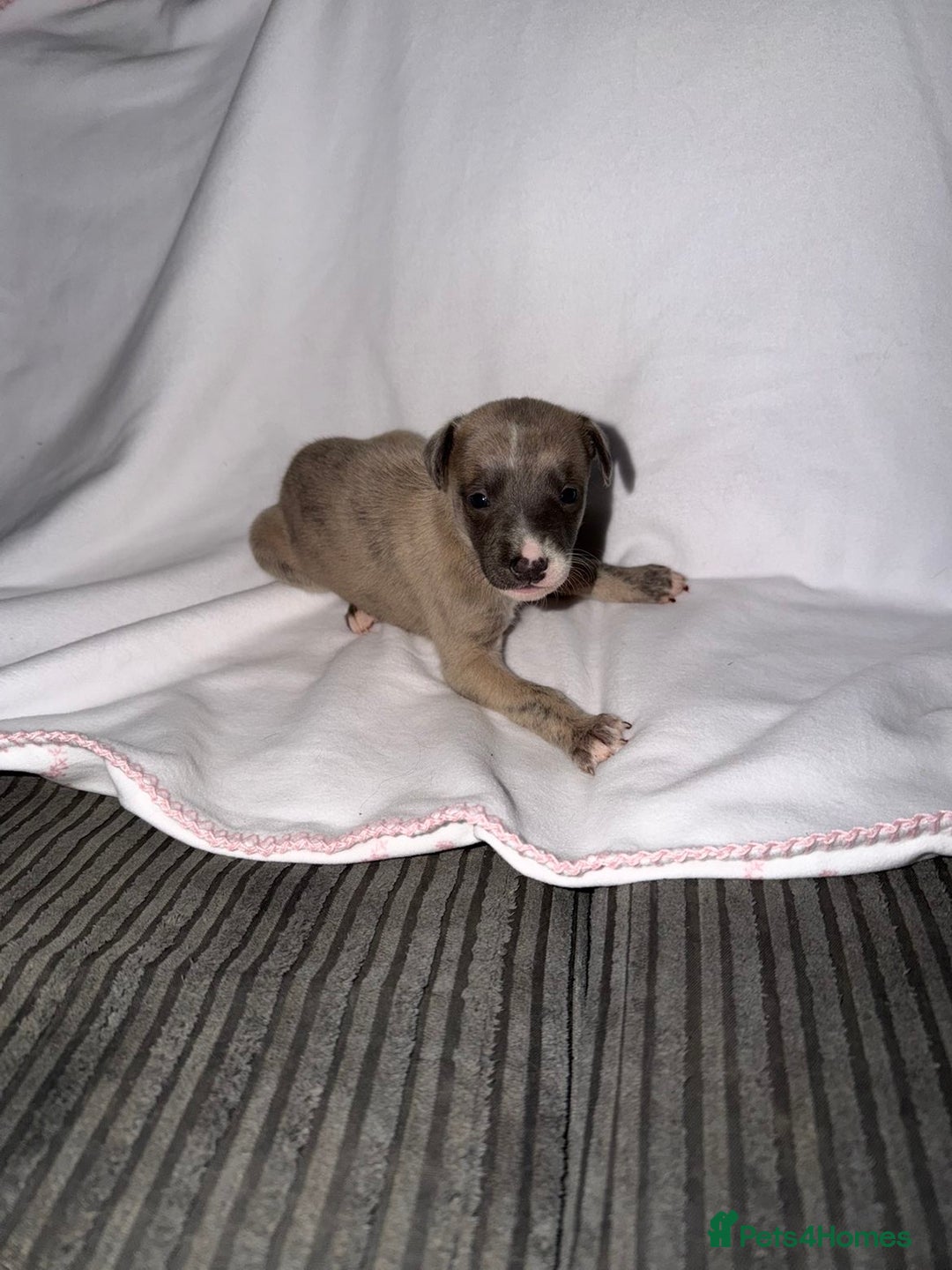 Whippet dogs for sale: Whippet pups for sale  - Advert 9