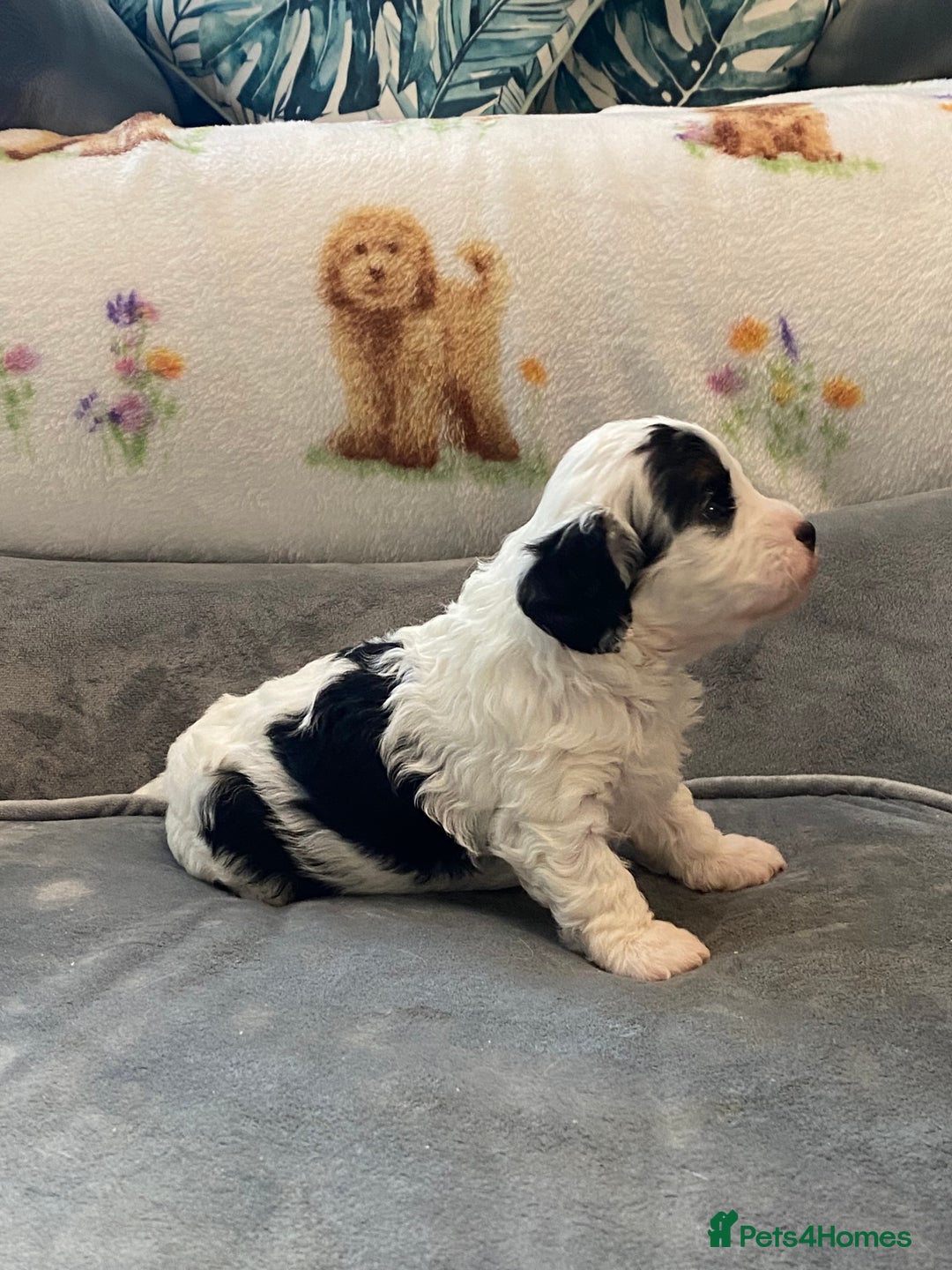 Cavapoo dogs for sale: Super cute, health tested, friendly Cavapoo pups  - Image 19