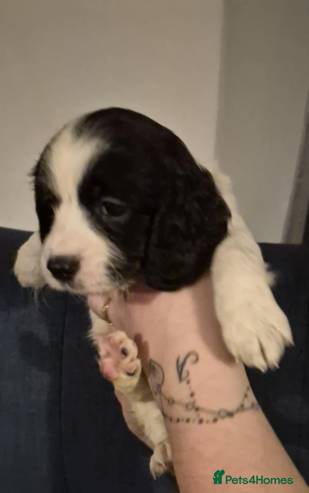 Cockapoo dogs for sale: Fantastic health tested F1b TOY COCKAPOOS - Advert 13