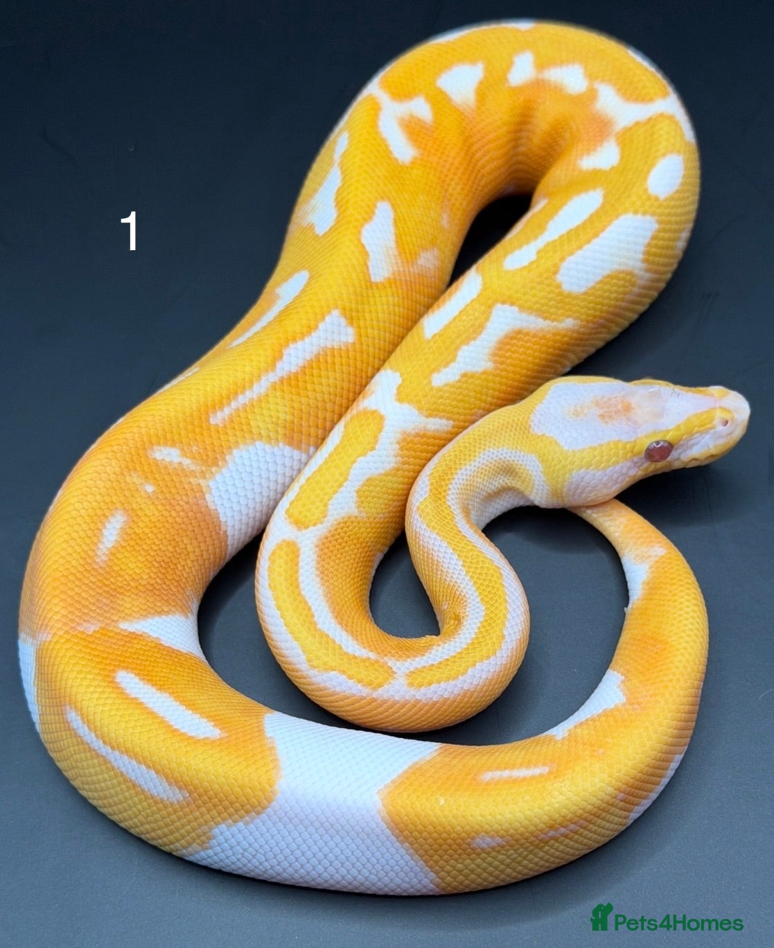 Python Snake reptiles Dreamsicle ball/royal python hatchlings  - Advert 1