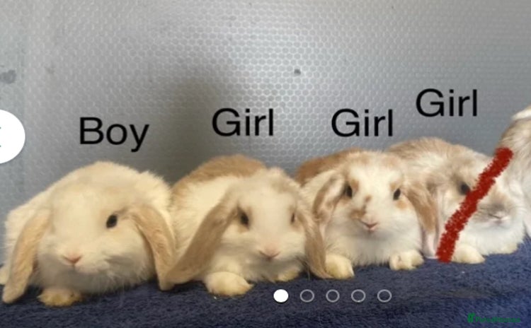 Lionhead rabbits - Advert 1