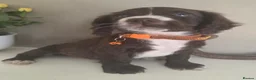 Sprocker dogs for sale: A working accident  - Advert 1