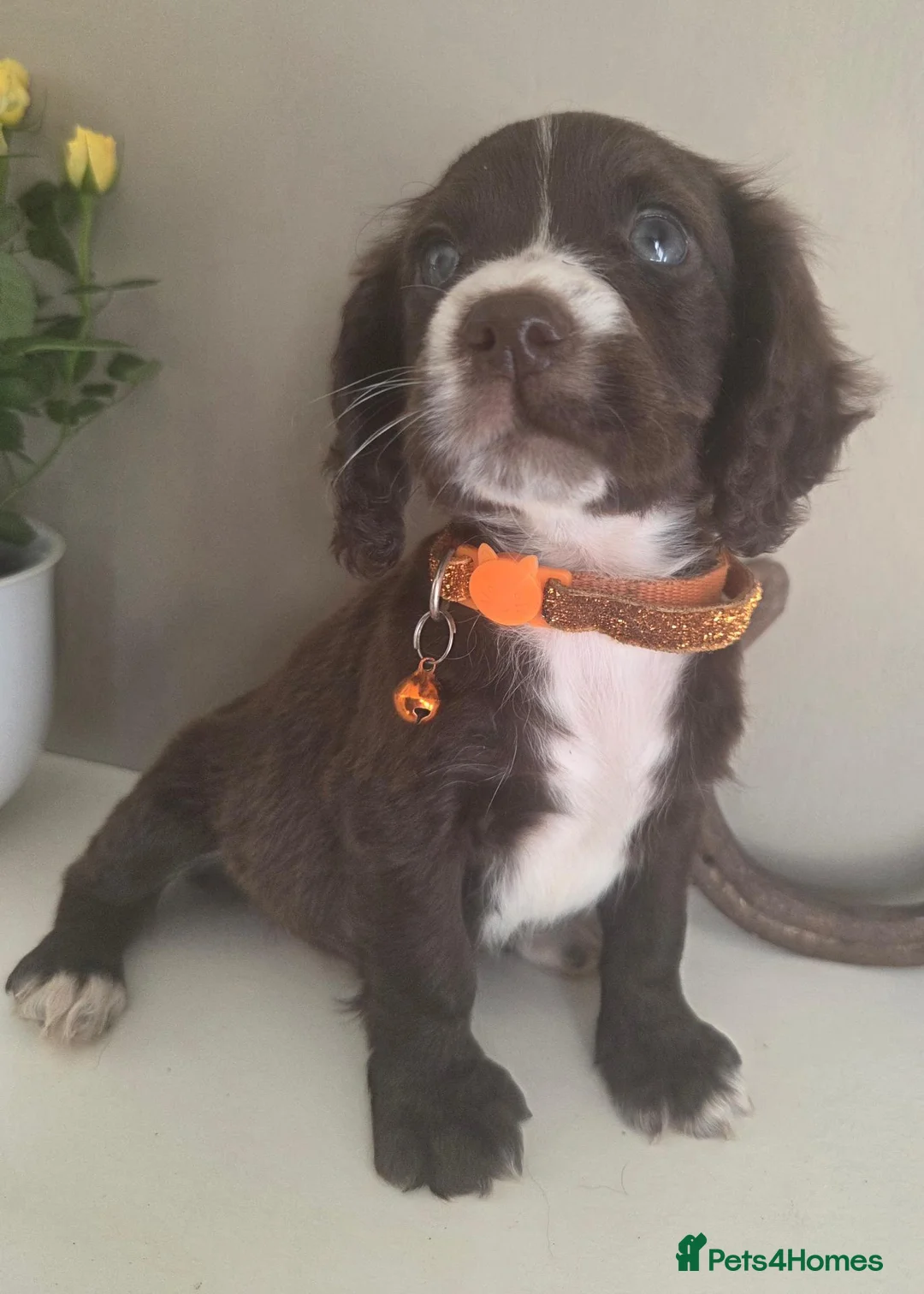 Sprocker dogs for sale: A working accident  - Advert 1