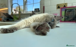 Ragdoll cats for sale: Female kitten ragdoll  - Image 4