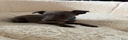 Whippet dogs for sale: KC registered BLUE whippet puppies 100% show type  - Advert 8