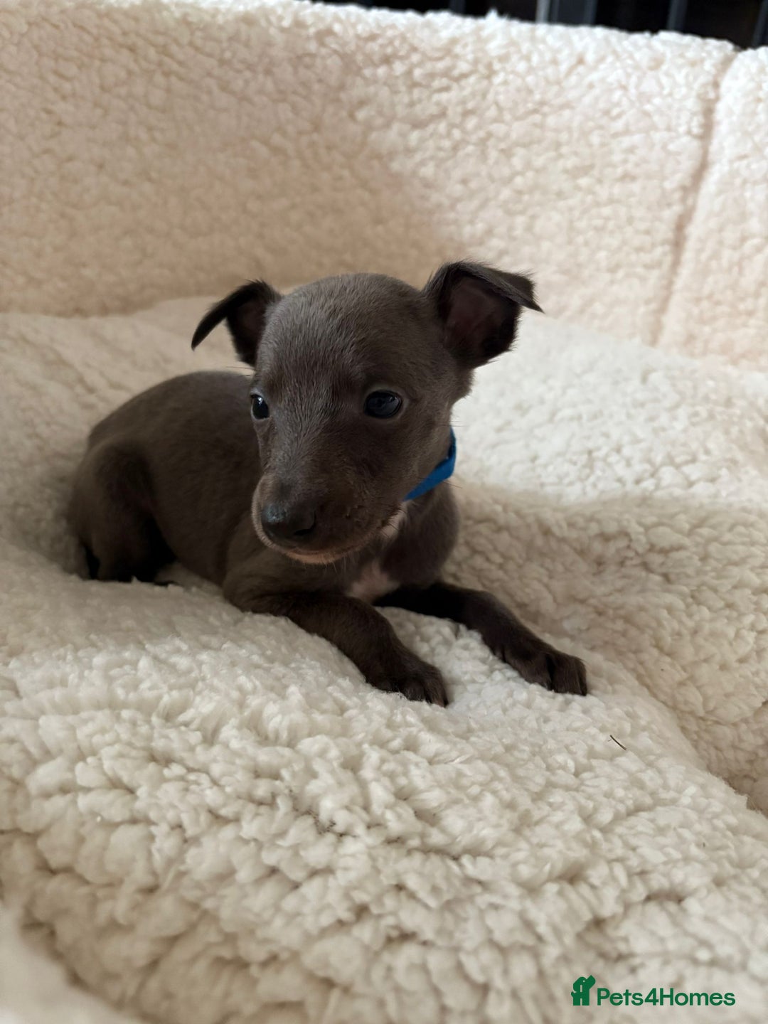 Whippet dogs for sale: KC registered BLUE whippet puppies 100% show type  - Advert 8