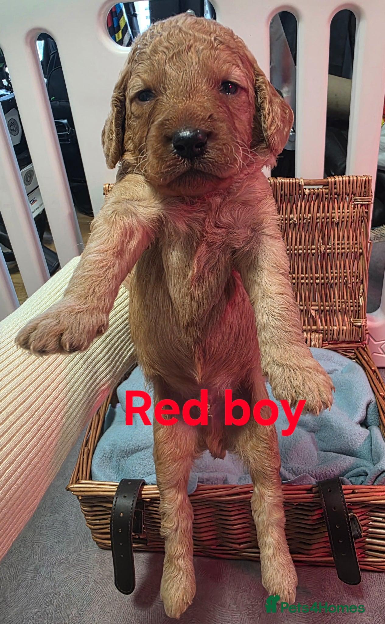 Mini Goldendoodle dogs for sale: Mini F1B Goldendoodles in Ballymoney - Advert 9