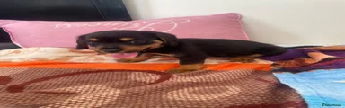 Mixed Breed 3