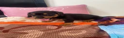 Mixed Breed dogs for sale: Cocker spaniel x Jack Russell in Doncaster - Advert 6