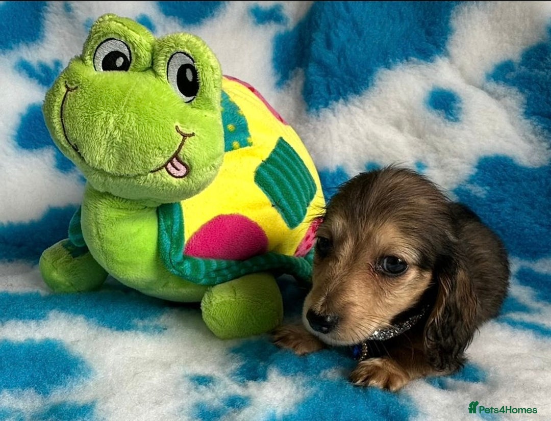 Miniature Dachshund dogs for sale: Beautiful mini long haired pups available  - Image 5