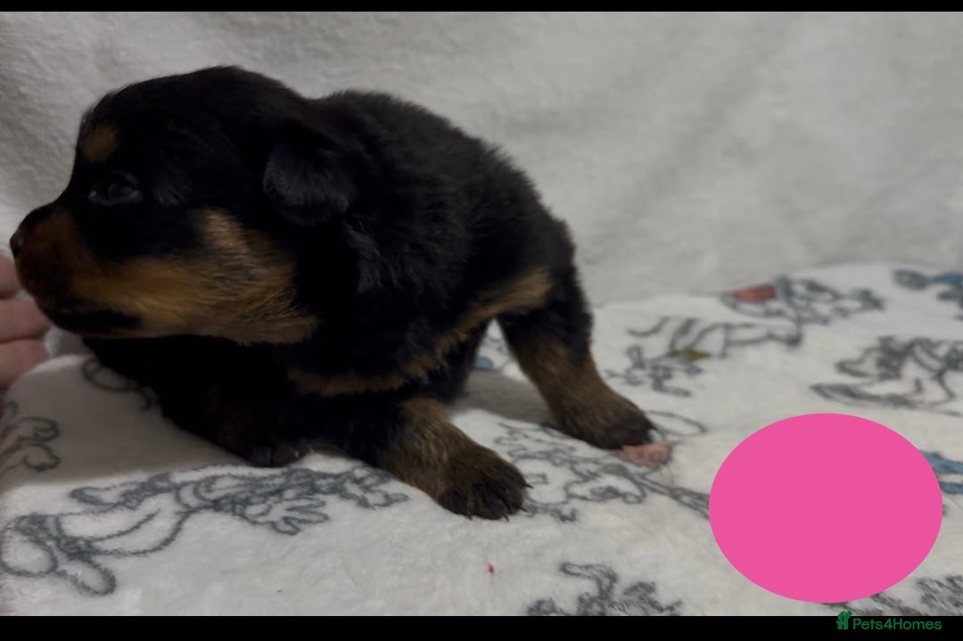 Rottweiler dogs for sale: KC Registered Litter of Rottweilers 💙💗 - Image 6