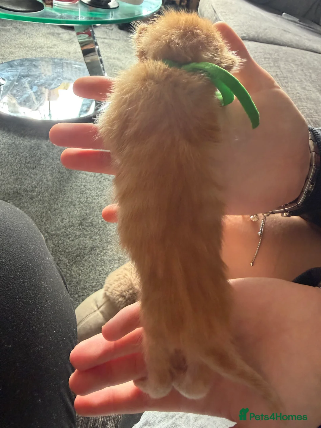 Mixed Breed cats for sale: 3 lovely ginger boy kittens  - Advert 7