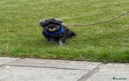 Miniature Schnauzer dogs for sale: Stunning Litter of KC Miniature Schnauzer pups - Image 7