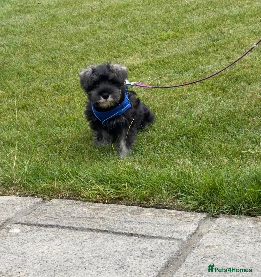 Miniature Schnauzer dogs for sale: Stunning Litter of KC Miniature Schnauzer pups - Image 7