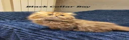 Persian cats for sale: 💖Beautiful Pedigree Chinchilla Persian Kittens.  - Advert 25