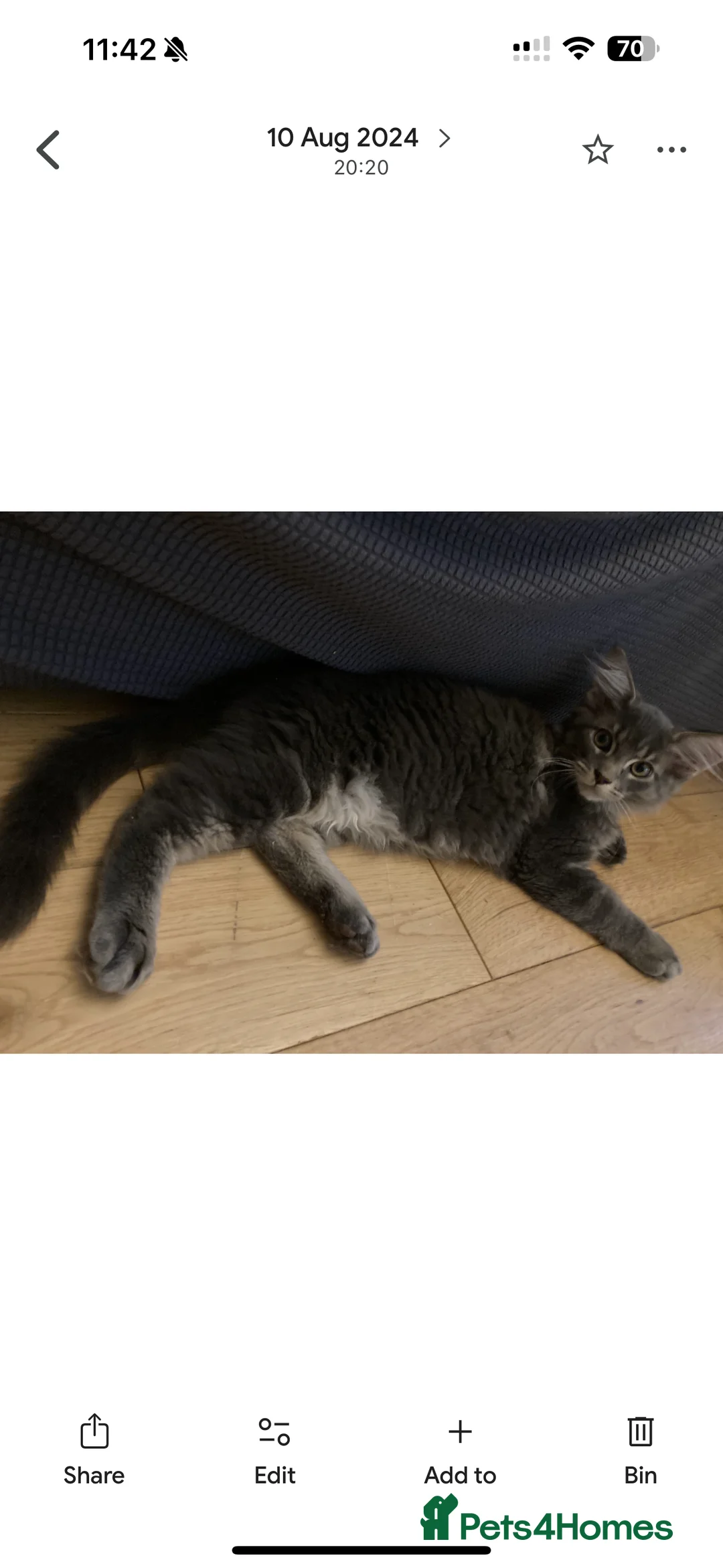 Maine Coon cats for sale: Pedigree Maine coon - Advert 6