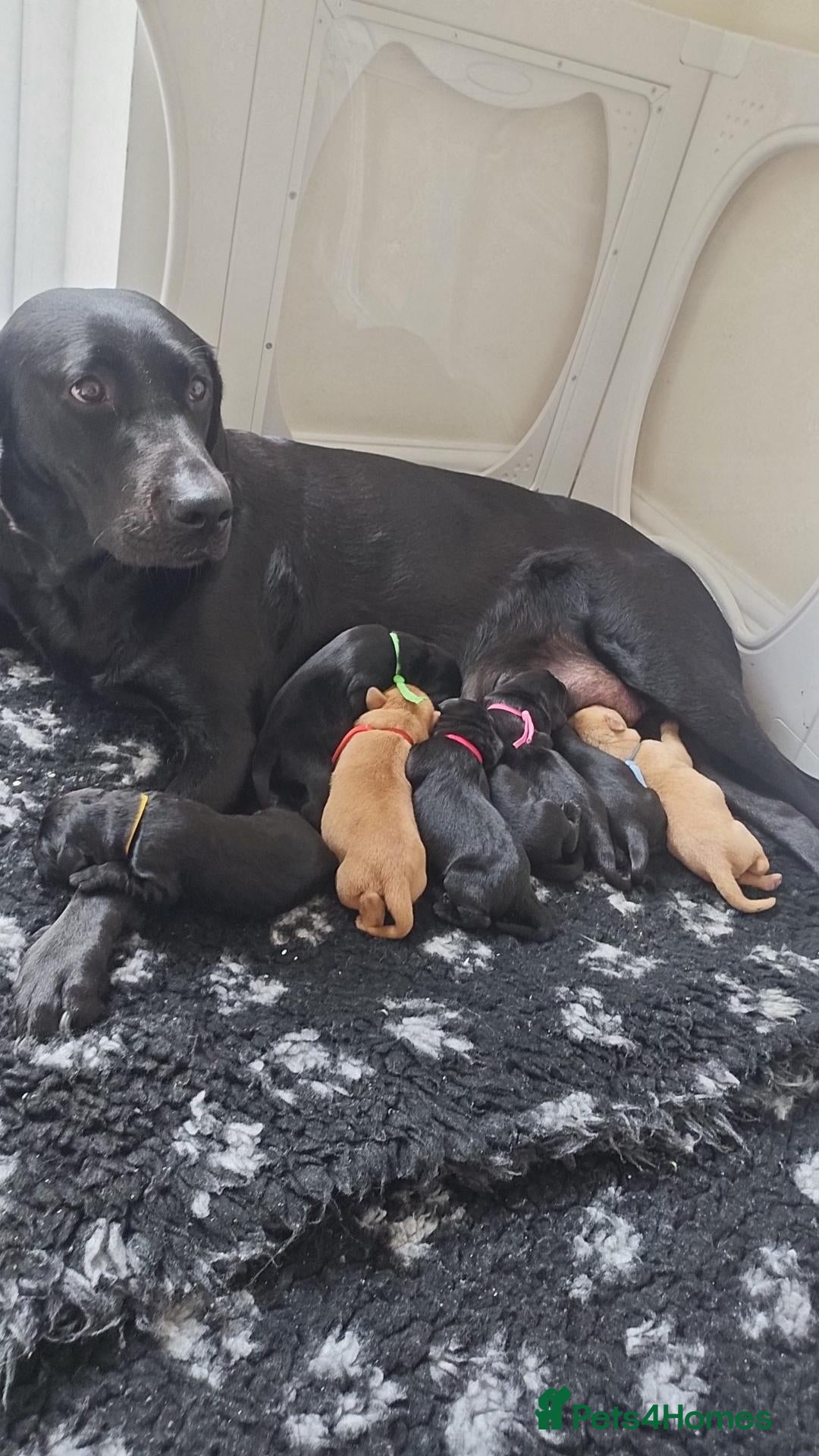Labrador Retriever dogs for sale: Kc labrador-retriever pups 🐶 - Advert 23