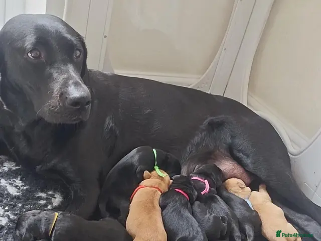 Labrador Retriever dogs for sale: Kc labrador-retriever pups 🐶 - Advert 4