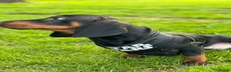 Dachshund dogs for sale: Dachshund  in Wisbech - Advert 4