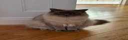 Ragdoll cats for sale:  Bonded Pair of Pedigree Ragdoll Boys – 1 Year Old in Waltham Cross - Advert 5