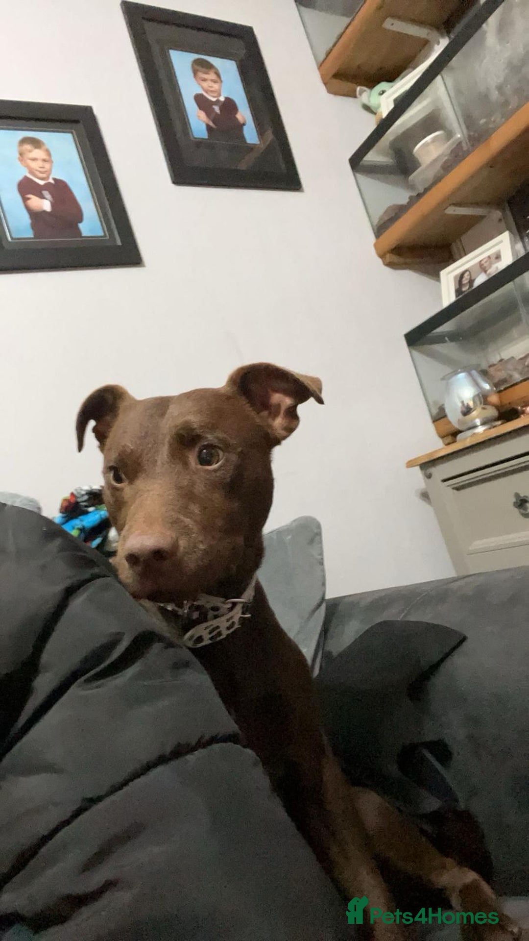 Patterdale Terrier dogs for sale: BEAUTIFUL PATTERDALE TERRIERS FOR SALE  - Advert 18