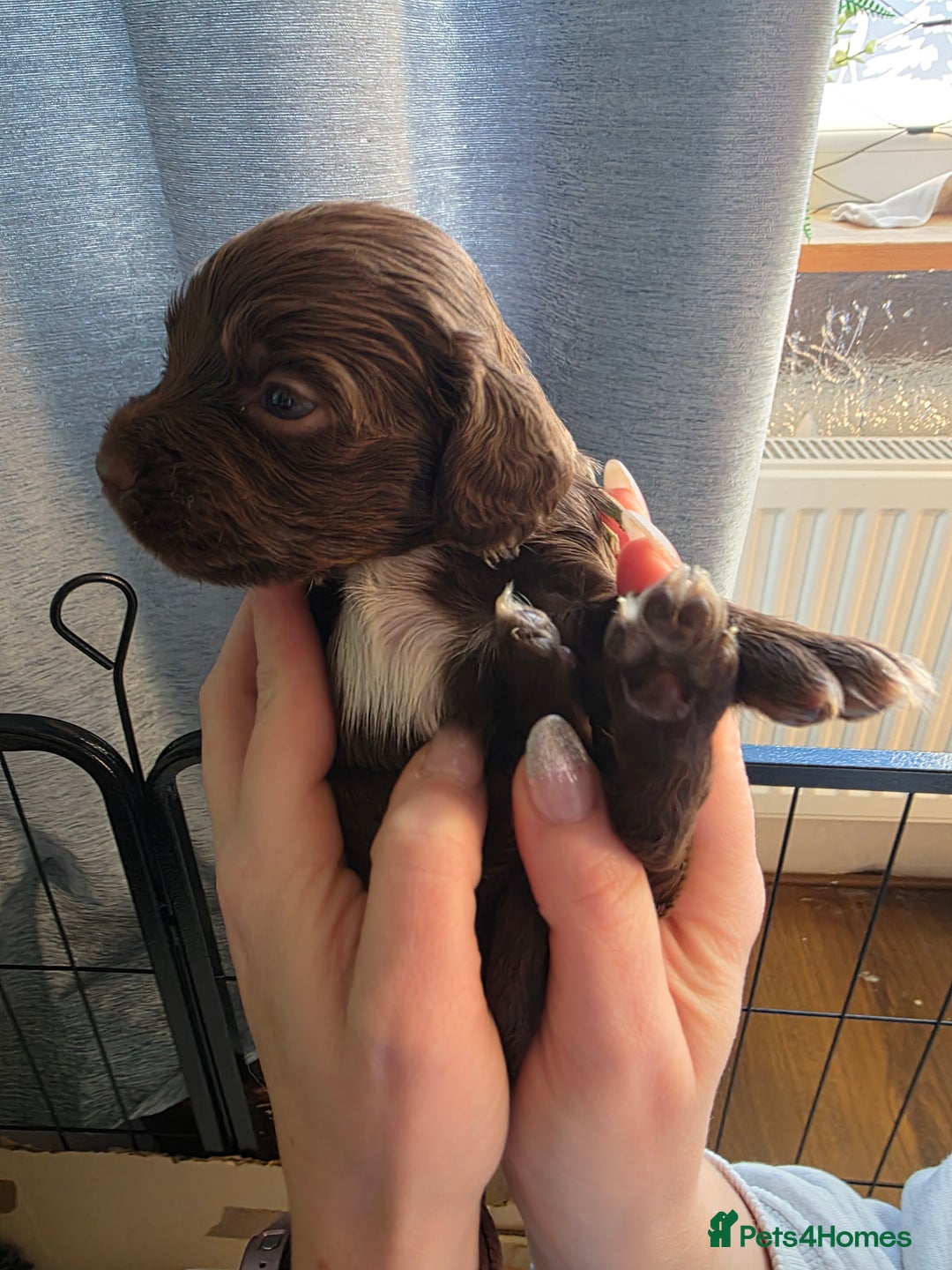 Cocker Spaniel dogs for sale: Beautiful Spaniel pups! - Advert 22