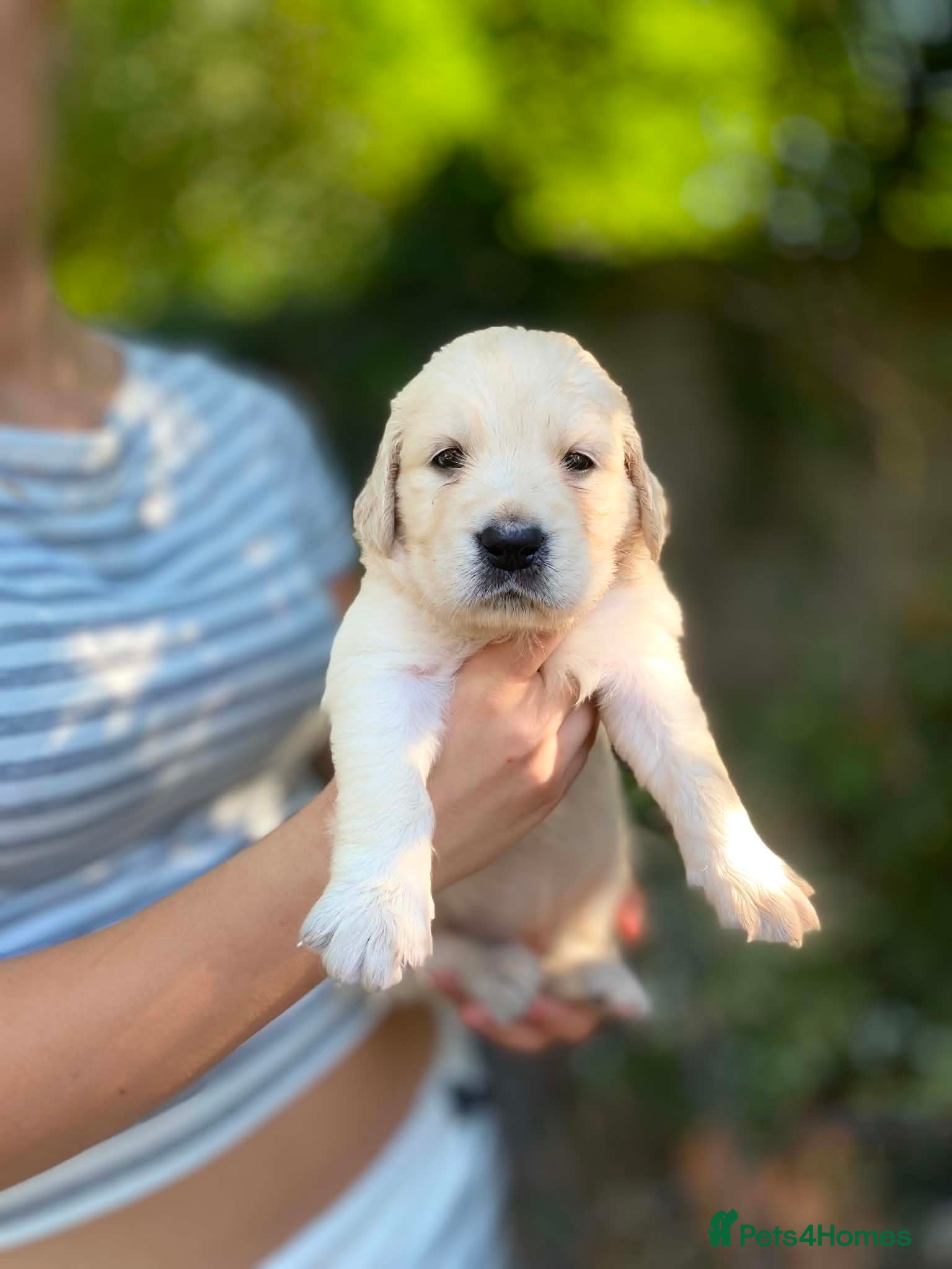 Golden Retriever dogs Championship lines puppies - Advert 2