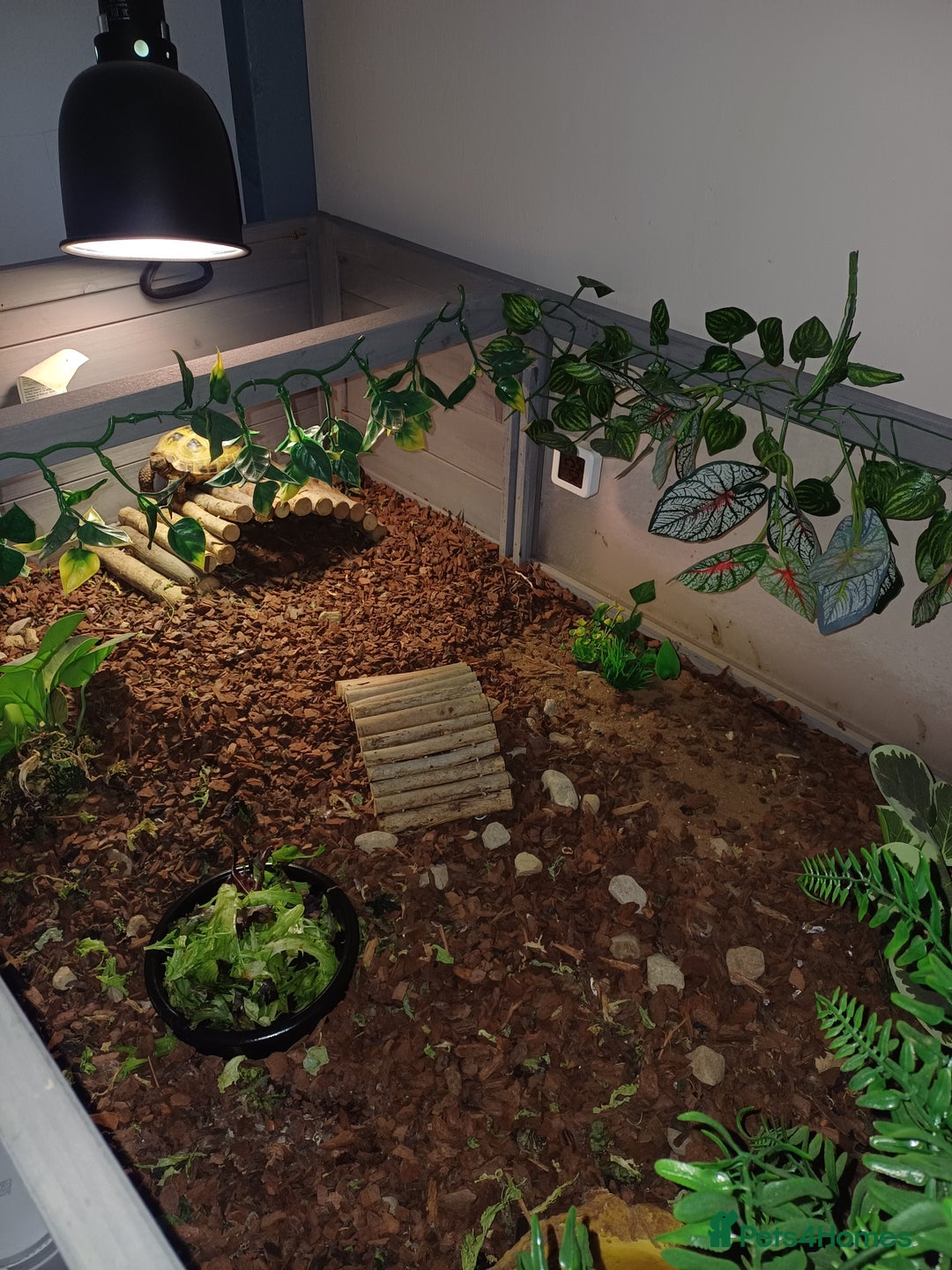 Tortoise reptiles for sale: Russian tortoise x2 and enclosure  - Image 4