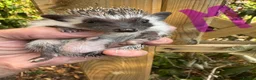 Pygmy Hedgehog rodents for sale: 8wk old APH babies various masks/ colours  - Advert 20