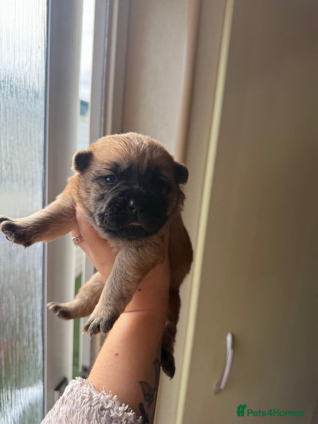 Mixed Breed dogs for sale: German shepherd cross chow chow/French bulldog  - Image 3