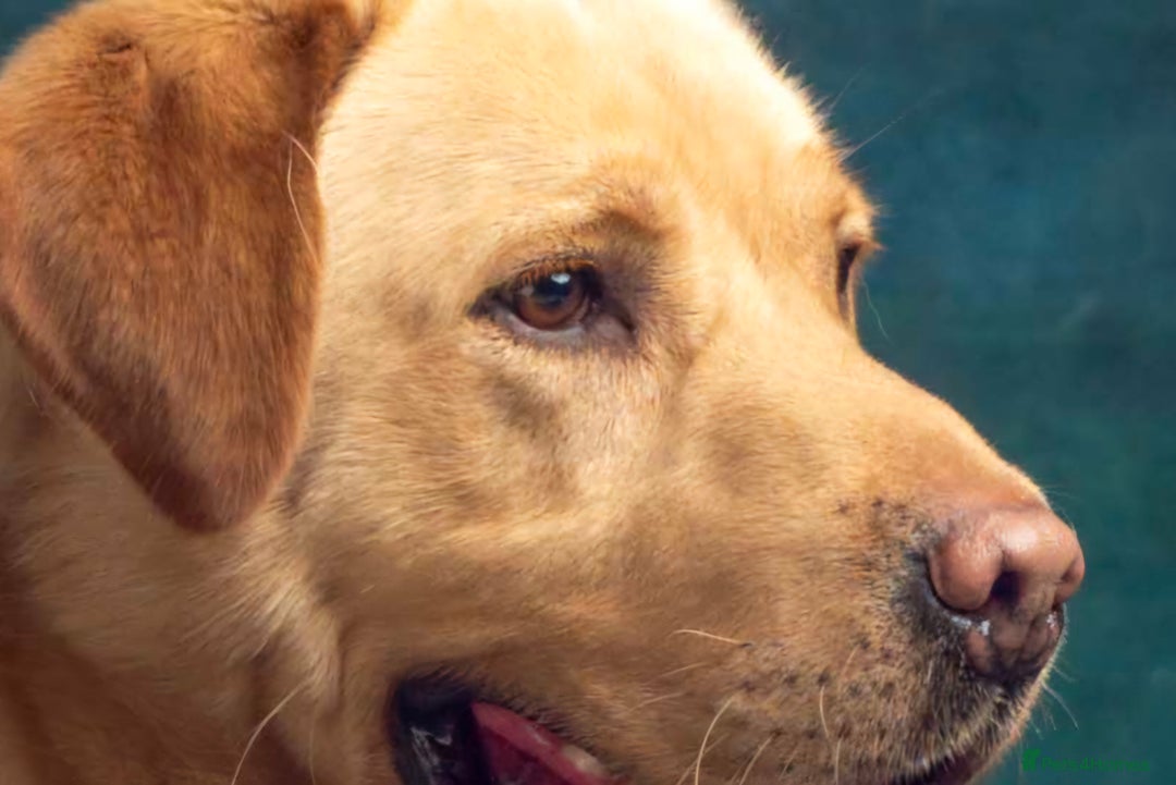 Labrador Retriever dogs for stud: Standing at Stud.  - Advert 5