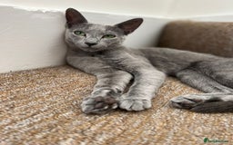 Russian Blue cats for sale: !!Russian Blues for sale!! - Image 1