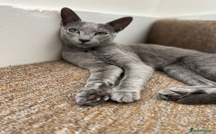Russian Blue cats - Advert 12
