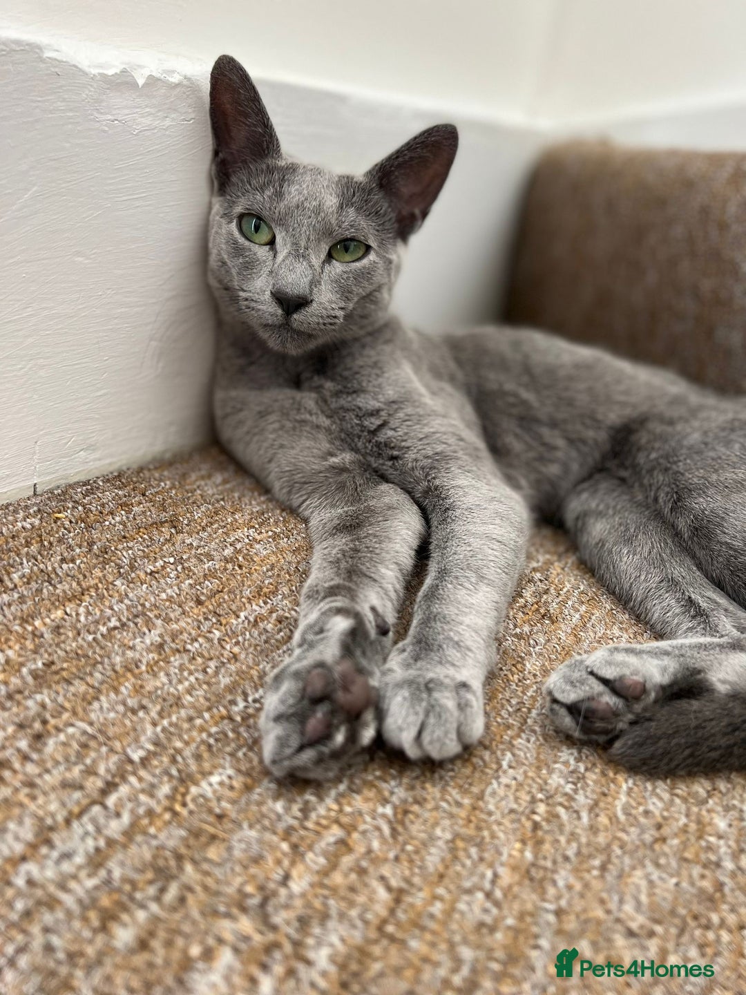 Russian Blue cats for sale: !!Russian Blues for sale!! - Image 1