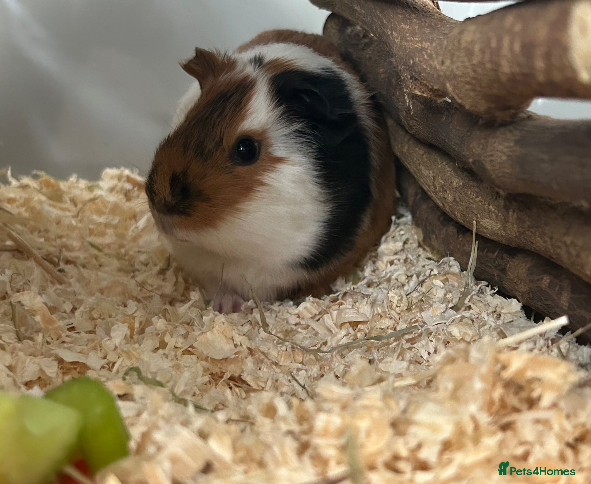 Guinea Pig rodents for sale: 2 female guinea pigs - Advert 2