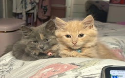 Norwegian Forest Cat cats for sale: Norwegian Forest Cat X Scottish Straight Kittens - Image 1