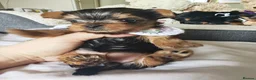 Yorkshire Terrier dogs for sale: Champion bloodline Yorkshire terrier puppies - Advert 30
