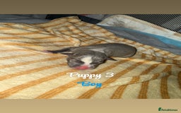 Staffordshire Bull Terrier dogs for sale: Staffordshire bull terriers - Image 5