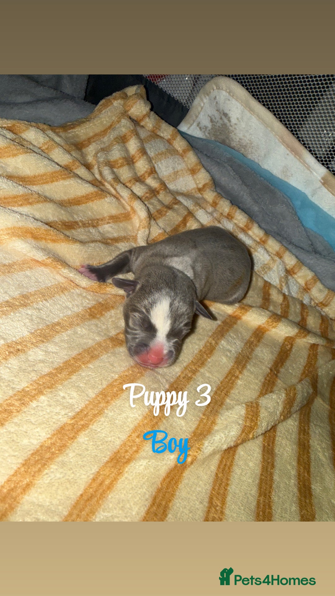 Staffordshire Bull Terrier dogs for sale: Staffordshire bull terriers - Image 5