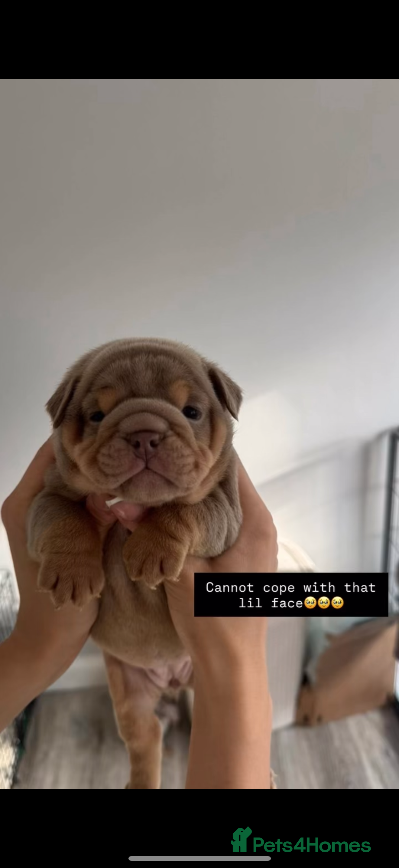English Bulldog dogs for sale: English bulldog puppies  - Advert 13