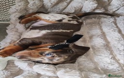 Miniature Dachshund dogs for sale: Miniature Dachshund 1 female left  - Image 13