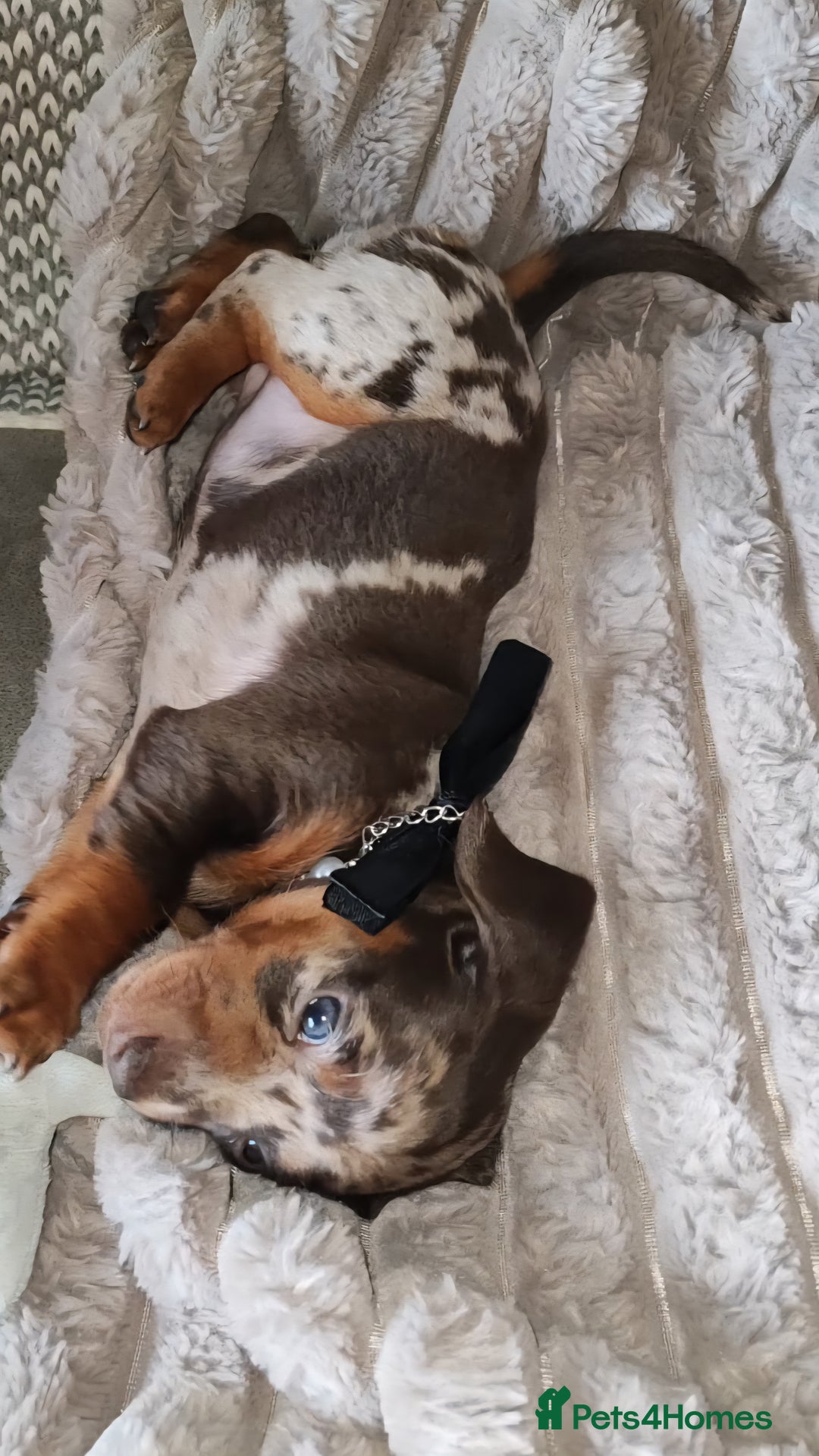 Miniature Dachshund dogs for sale: Miniature Dachshund 1 female left  - Image 13