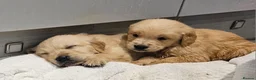 Golden Retriever dogs for sale: Golden retriever champion bloodline puppies. - Advert 11