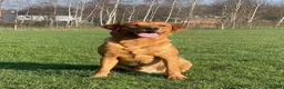 Labrador Retriever dogs for stud: Dog for stud  in Nottingham - Advert 2