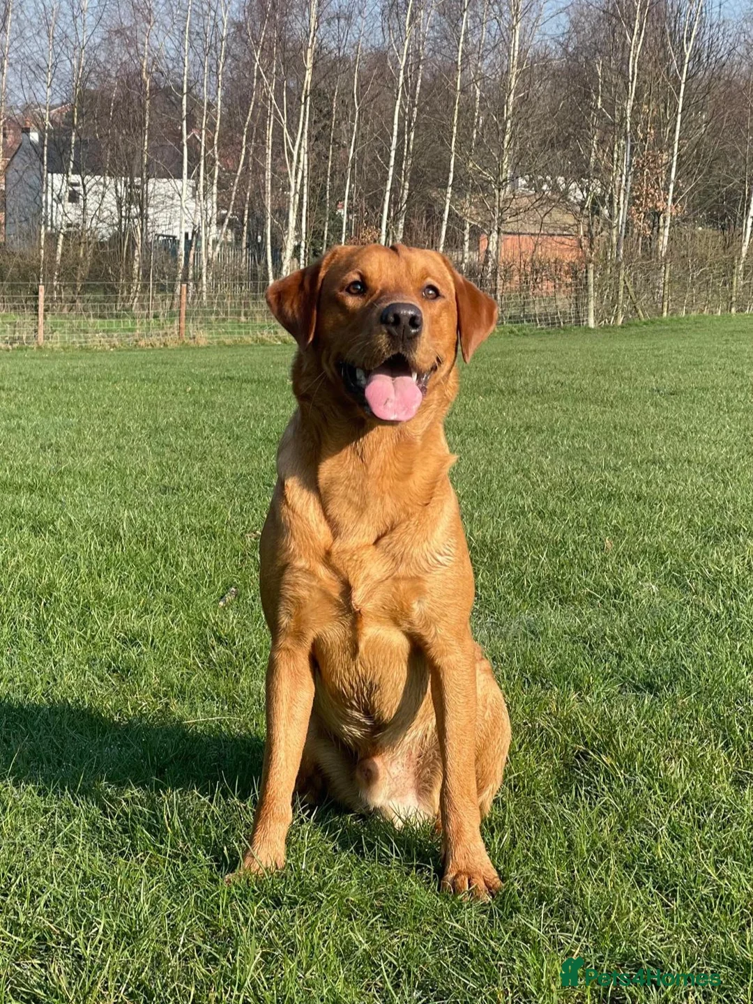 Labrador Retriever dogs for stud: Dog for stud  in Nottingham - Advert 2