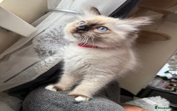 Ragdoll cats for sale: Beautiful Ragdol babies ready to leave  - Image 13